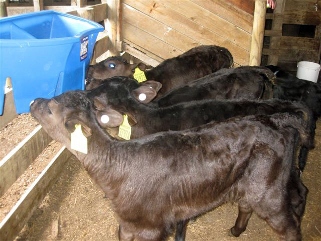 f1-calves-drinking
