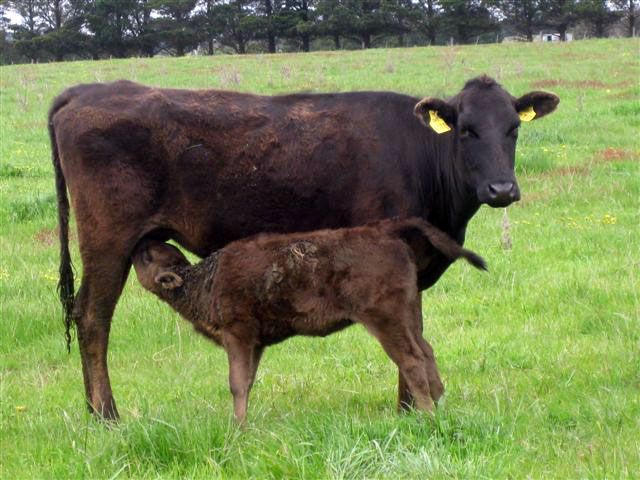 sher-wagyu-cow-and-calf-ballan-oct-2009