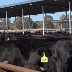 Stockperson | “Palm Grove” Finley NSW